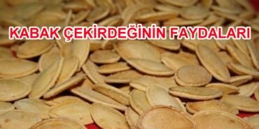 kabak çekirdeği hakkında.