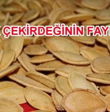 kabak çekirdeği hakkında.