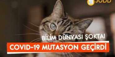 kedide mutasyona ugramis koronavirus tespit edildi