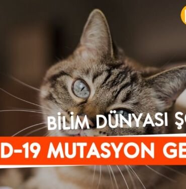 kedide mutasyona ugramis koronavirus tespit edildi