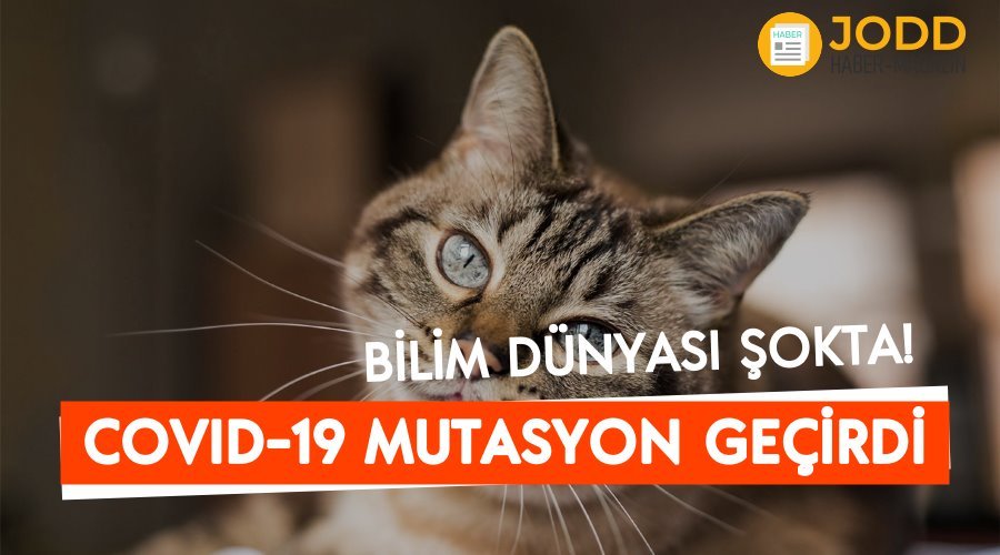kedide mutasyona ugramis koronavirus tespit edildi