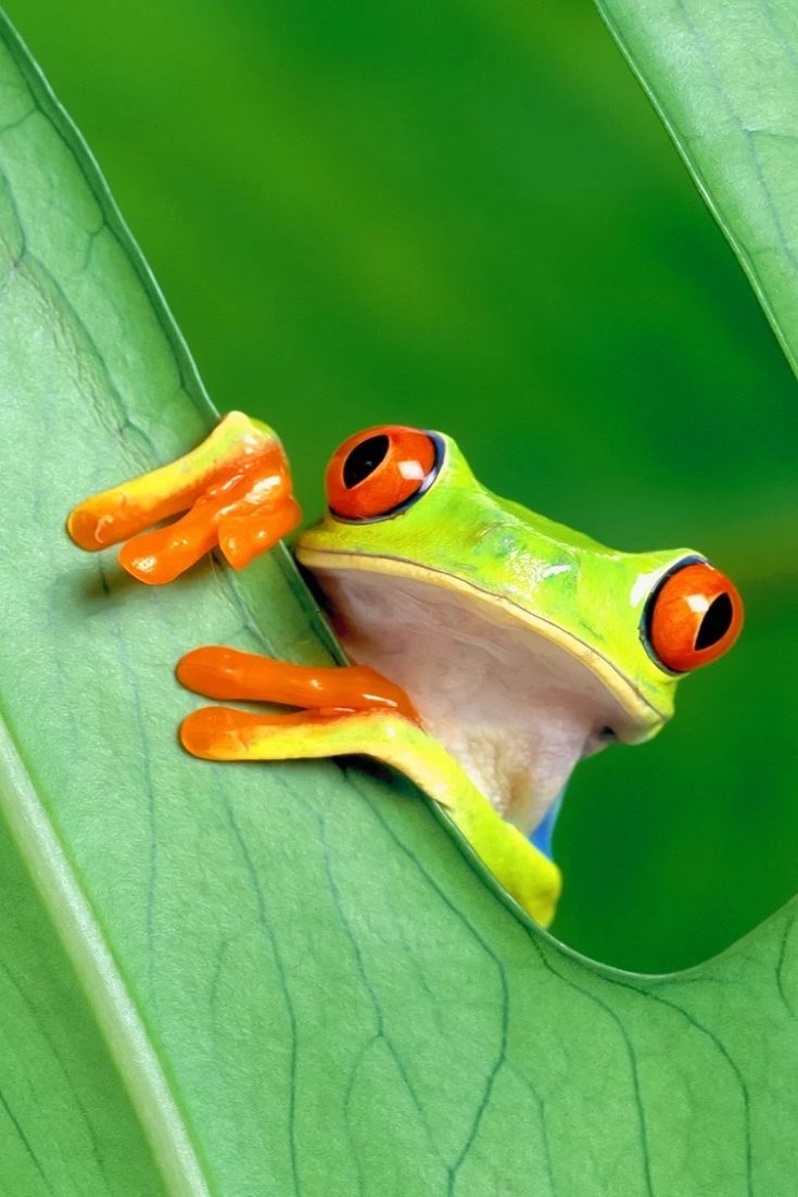 Yeşil Yaprak – Kurbağa Arkaplan Resimleri