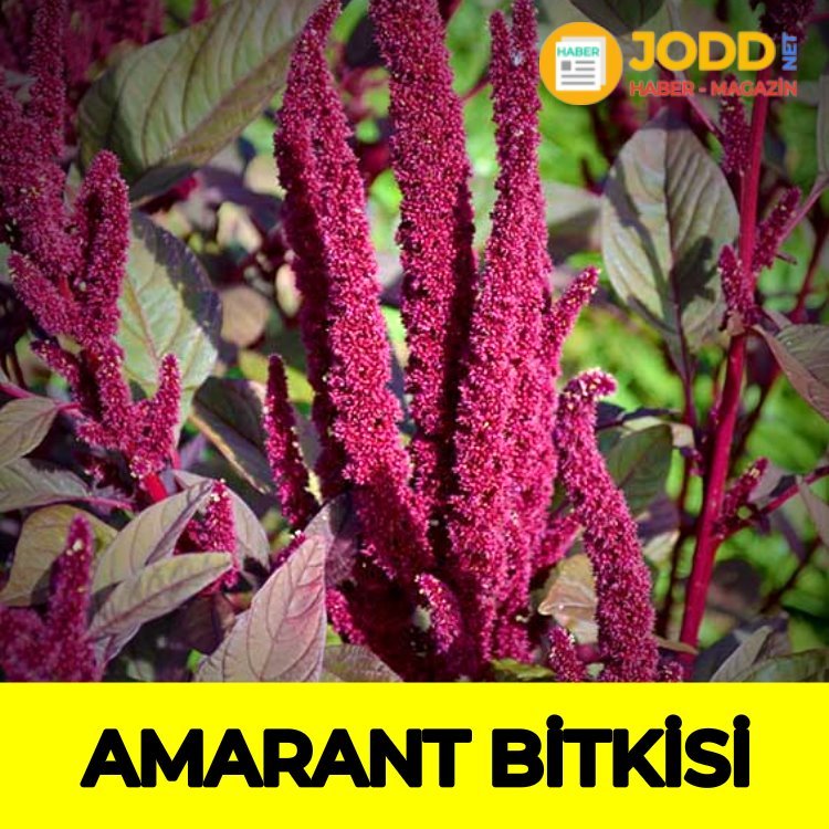 Amarath Bitkisi fable tea zayıflama çayı