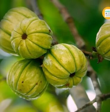 garcinia cambogia kullananlar