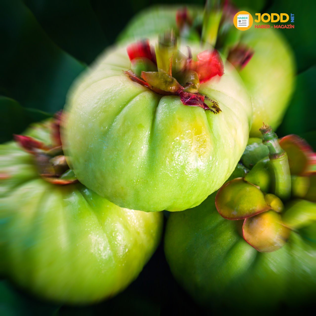 garcinia cambogia yorumları