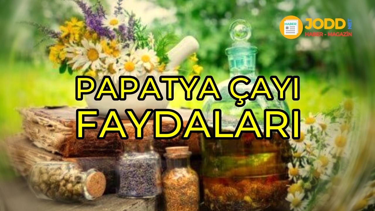 Papatya çayı faydaları nelerdir?