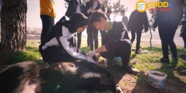 Sokak hayvanları öğrenci yardım besleme