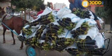 Şanlıurfa patlıcan çuval satış fiyatı