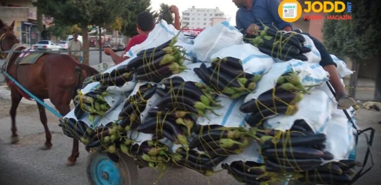 Şanlıurfa patlıcan çuval satış fiyatı