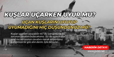 ucan kuslar uyur mu