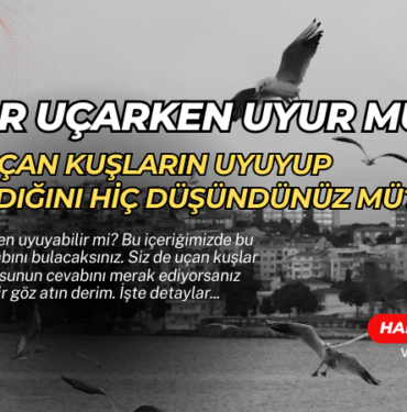 ucan kuslar uyur mu