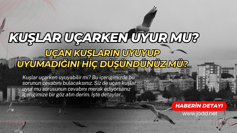 ucan kuslar uyur mu