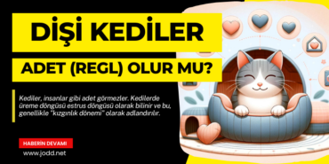 Kediler de insanlar gibi adet olur mu