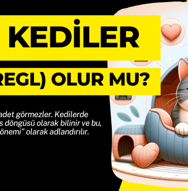 Kediler de insanlar gibi adet olur mu
