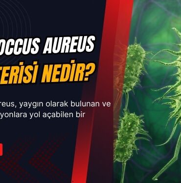 Staphylococcus aureus nedir