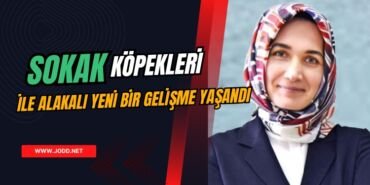 KUBRA GURAN YIGITBASI SOKAK KOPEKLERI